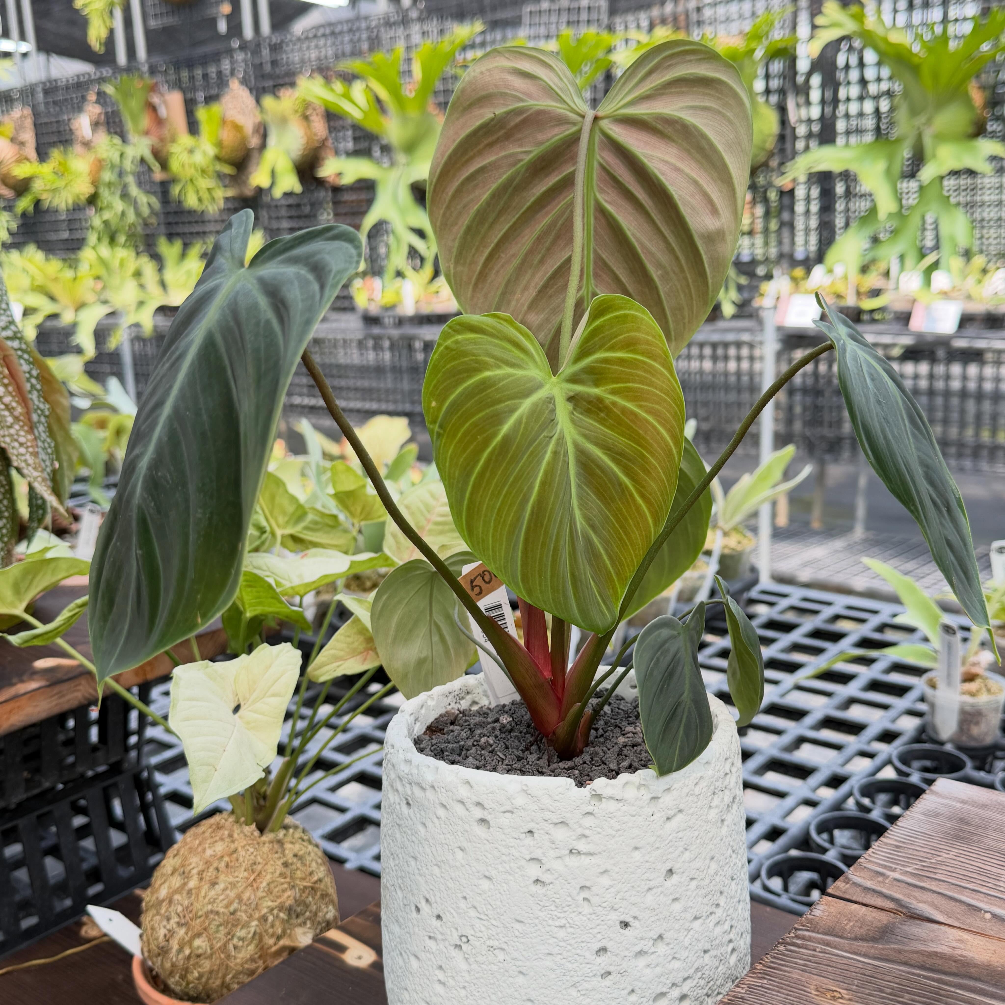 Potted plant